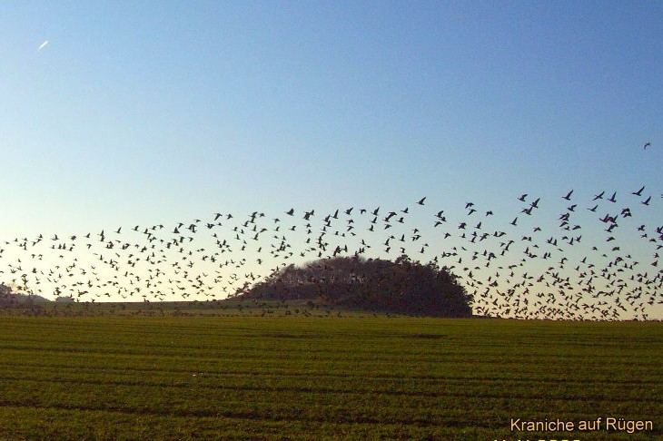 Kraniche Rgen