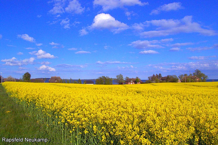 Rapsfeld Neukamp