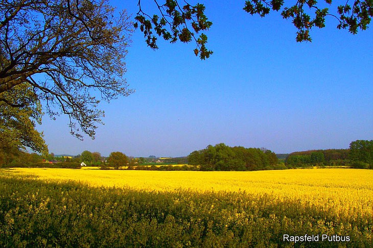 Rapsfeld Putbus